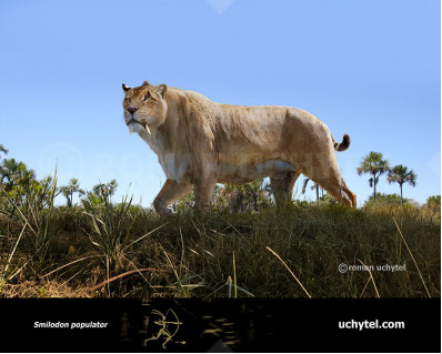 Smilodon populator