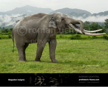 Stegodon Stegodon