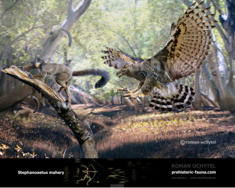 Malagasy crowned eagle (Stephanoaetus mahery)