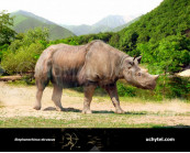 Etruscan rhinoceros (Stephanorhinus etruscus)
