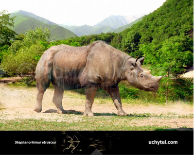 Etruscan rhinoceros (Stephanorhinus etruscus)