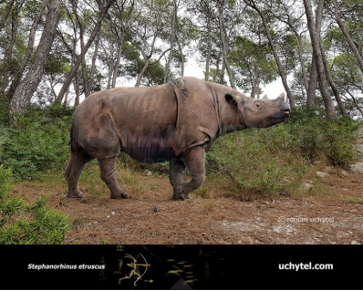 Etruscan rhinoceros (Stephanorhinus etruscus)