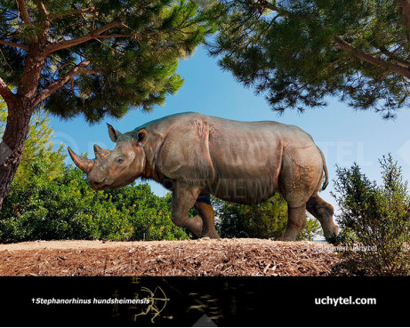 Hundsheim rhinoceros (Stephanorhinus hundsheimensis)
