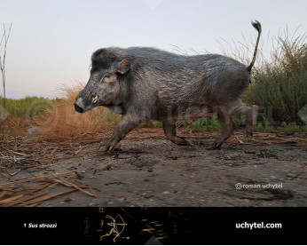 Свиня Строцці 