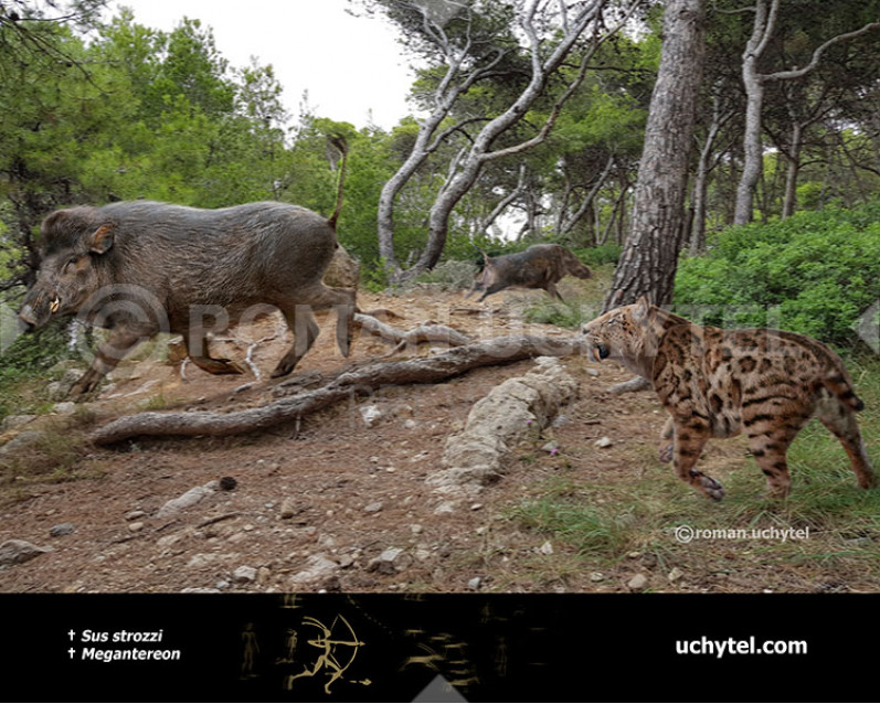 Свиня Строцці Свиня Строцці