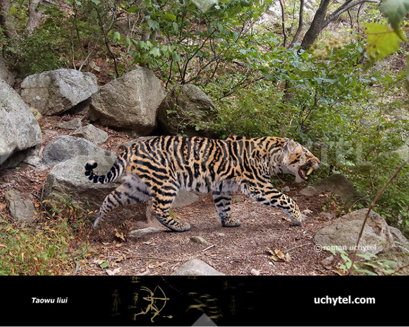 Таову Таову