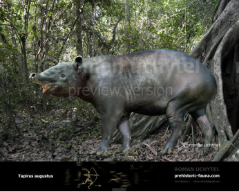 Tapirus augustus Tapirus augustus
