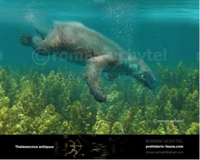 Aquatic marine sloth (Thalassocnus)