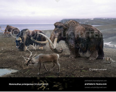 The most recent survival of all known mammoth populations (Wrangel Island)