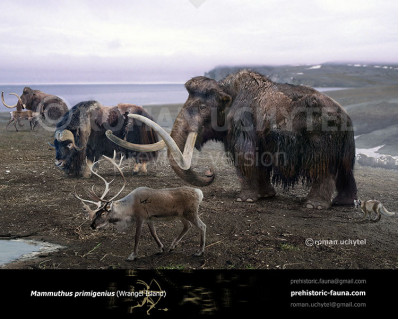 The most recent survival of all known mammoth populations (Wrangel Island)