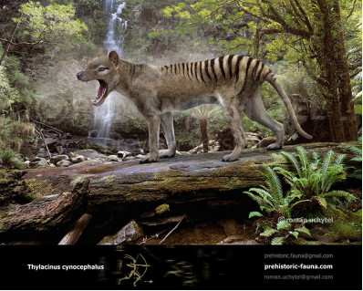 Thylacinus cynocephalus (Tasmanian wolf, Tasmanian tiger)