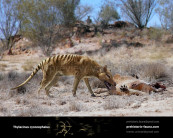 Thylacinus cynocephalus (Tasmanian wolf, Tasmanian tiger)