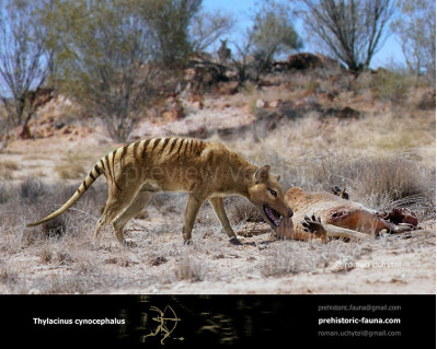 Thylacinus cynocephalus (Tasmanian wolf, Tasmanian tiger)