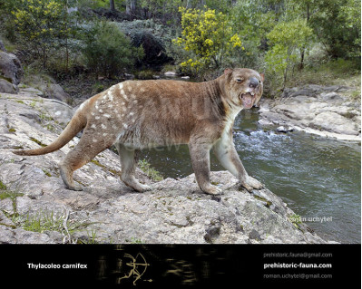 Marsupial lion (Thylacoleo carnifex)