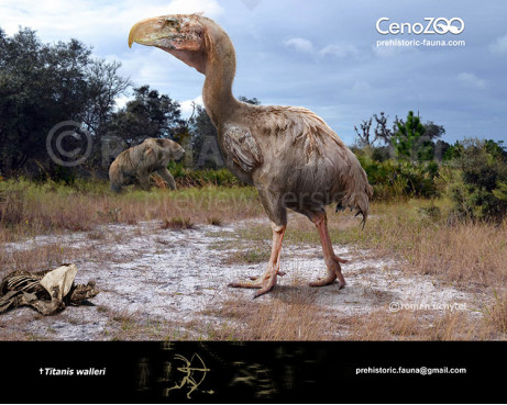 Titanis walleri