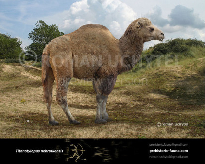 登場! nebraskensis Titanotylopus image Uchytel buy その他