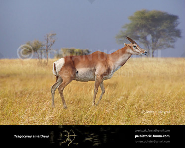 gazelle europe