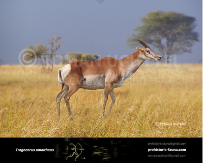 Tragocerus amaltheus