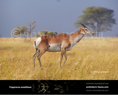 Tragocerus amaltheus