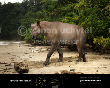 Tylocephalonyx skinneri