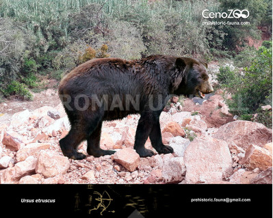 Etruscan bear