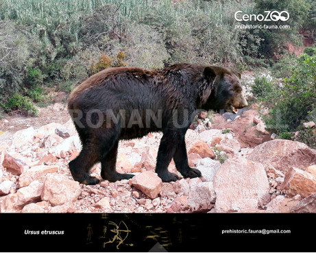 Etruscan bear