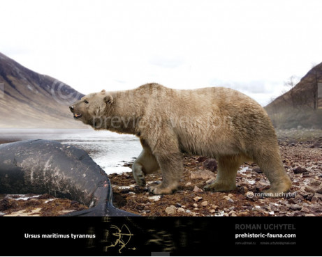 Ursus maritimus tyrannus (Tyrant polar bear)