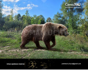 The Pleistocene small cave bear