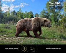 Cave bear