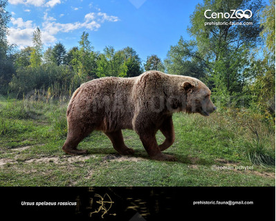 The Pleistocene small cave bear