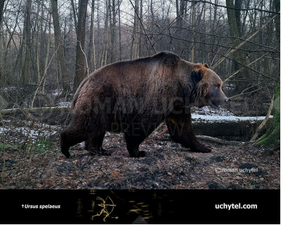 Ursus spelaeus (Cave bear)