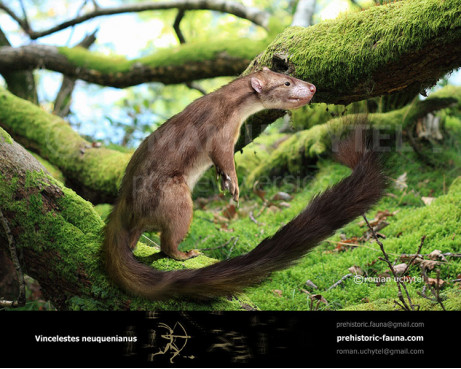 Vincelestes neuquenianus