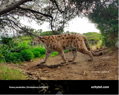 Eurasian Puma (Puma pardoides)