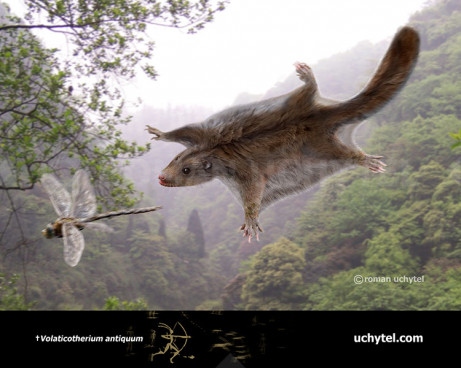 Volaticotherium (flying squirrel-like glider)