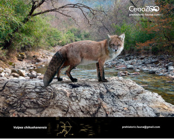 Vulpes chikushanensis Vulpes chikushanensis