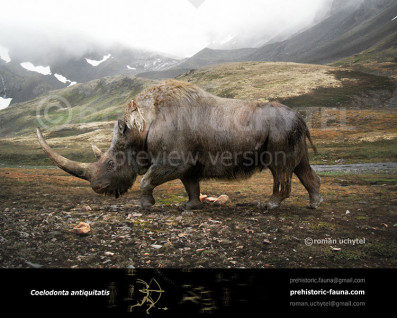 Woolly rhinoceros (Coelodonta antiquitatis)