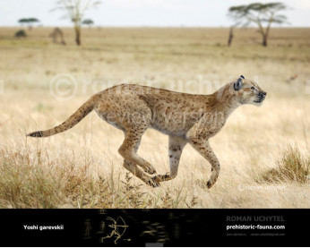 Yoshi garevskii Yoshi garevskii