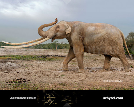 Zygolophodon (Mammut borsoni)