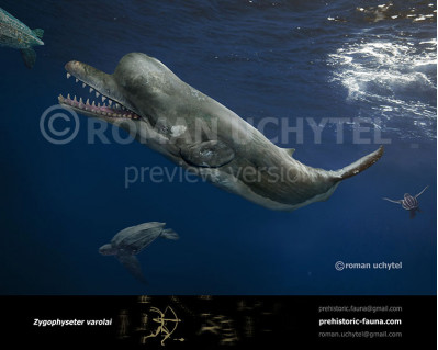 Killer sperm whale