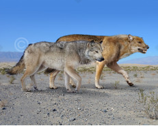 Aenocyon dirus and a gray wolf