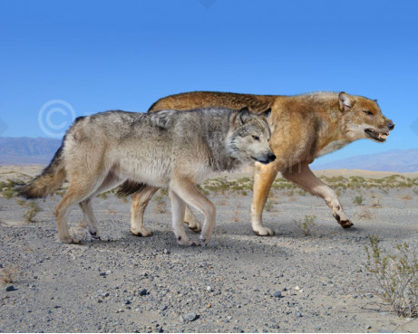 Dire wolf (Aenocyon dirus) and a gray wolf