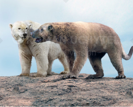 Size comparisons (Caniformia)