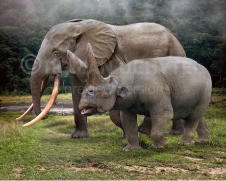 Size comparisons (Odd-toed ungulates)