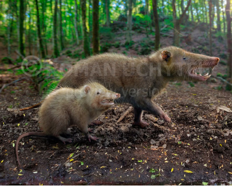 Size comparisons (Other animals)