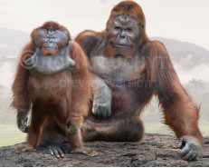 Size comparisons (Primates)