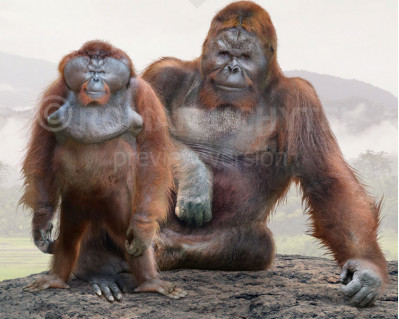 Size comparisons (Primates)