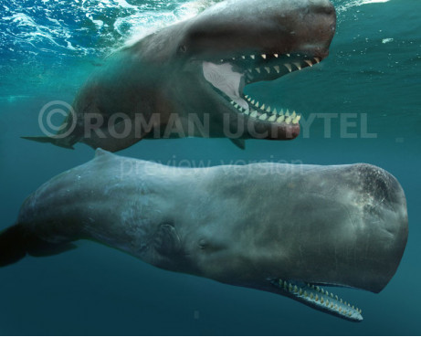 Livyatan and cachalot