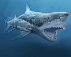 Megalodon and a white shark