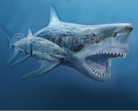 Megalodon and a white shark