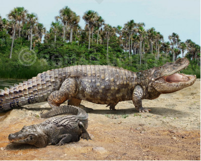 Size comparisons (Reptilia)